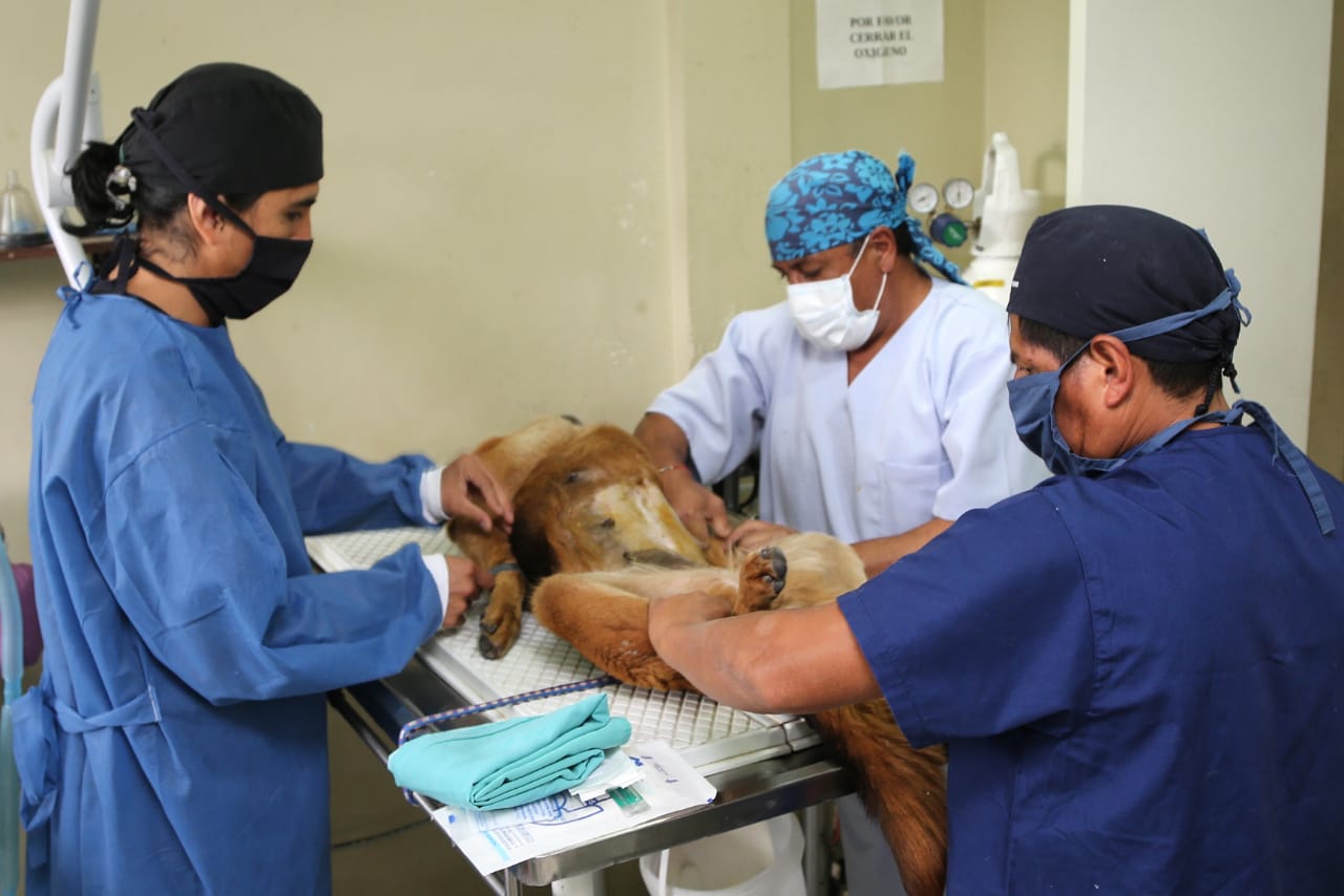 Campaña de esterilización de mascotas El Heraldo